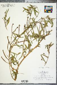 Ludwigia leptocarpa image