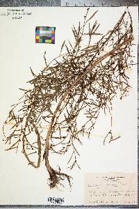 Ludwigia linearis image