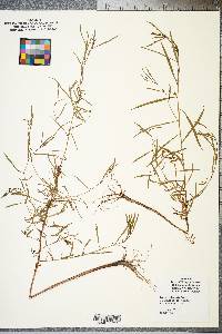 Ludwigia linearis image