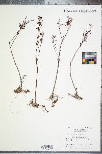 Ludwigia linifolia image