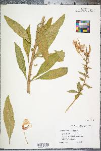 Oenothera erythrosepala image