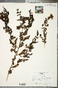 Aureolaria pedicularia image