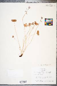 Oxalis articulata image