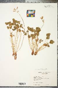 Oxalis articulata image