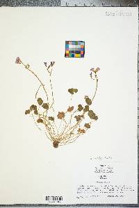 Oxalis articulata image