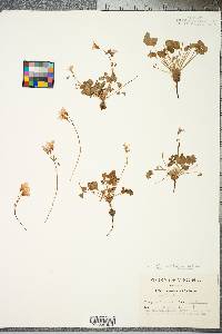 Oxalis articulata image