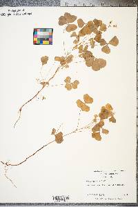 Oxalis grandis image