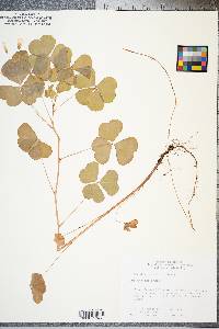 Oxalis grandis image