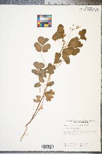 Oxalis grandis image