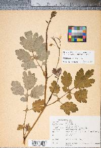 Chelidonium majus image