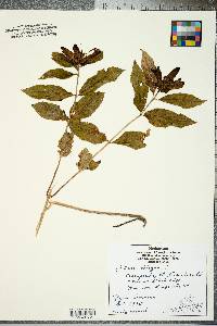 Chelone obliqua image