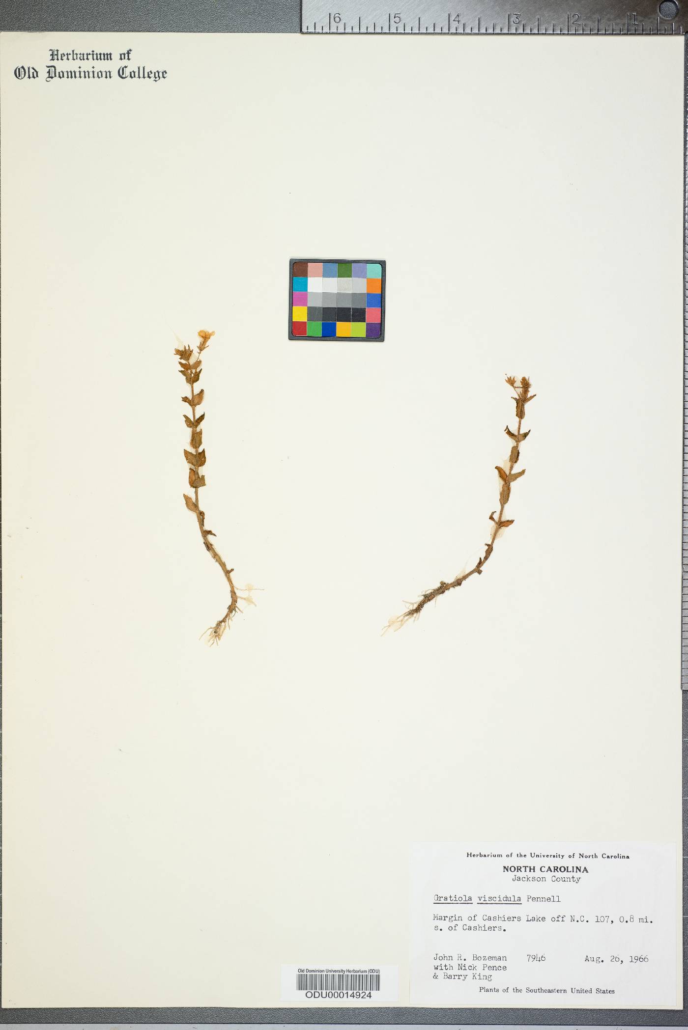 Gratiola viscidula image