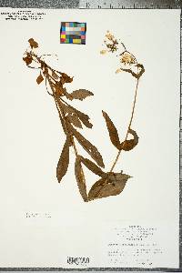 Penstemon laevigatus image