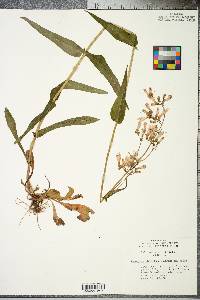 Penstemon laevigatus image