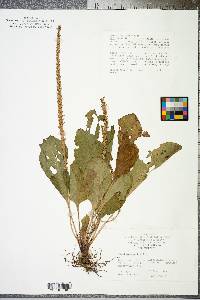 Plantago rugelii image