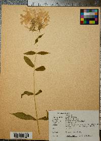 Phlox paniculata image