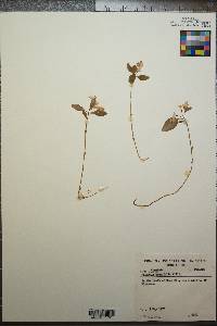 Polygaloides paucifolia image