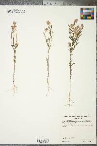 Polygala sanguinea image