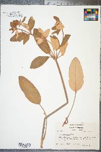 Eriogonum allenii image