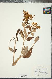 Eriogonum allenii image