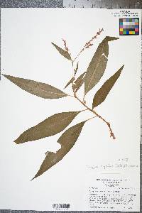 Persicaria glabra image