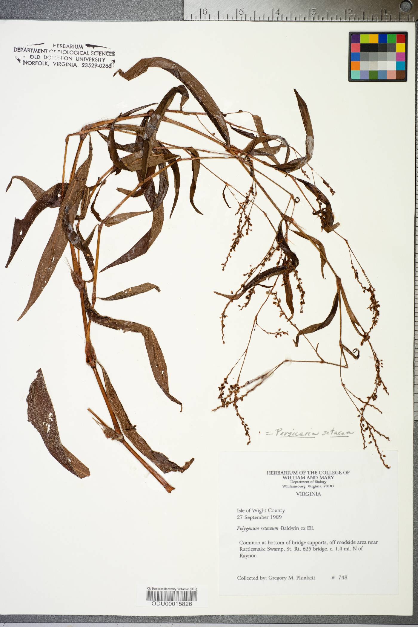 Persicaria setacea image