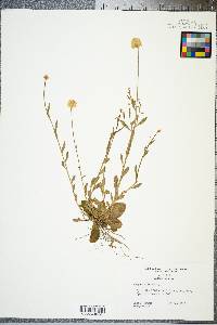 Polygala lutea image