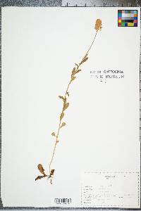 Polygala lutea image