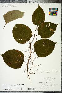 Reynoutria japonica image