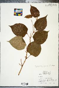 Reynoutria japonica image