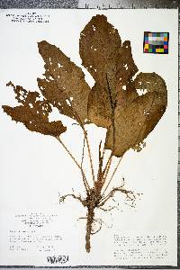 Rumex obtusifolius image