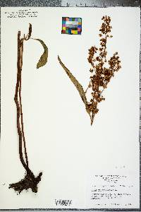 Rumex verticillatus image