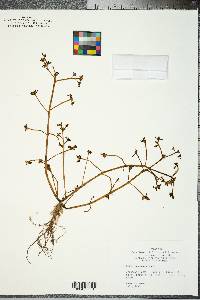 Portulaca oleracea image