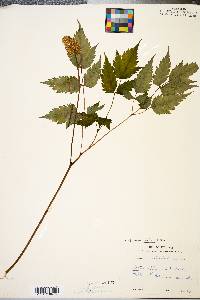 Actaea pachypoda image