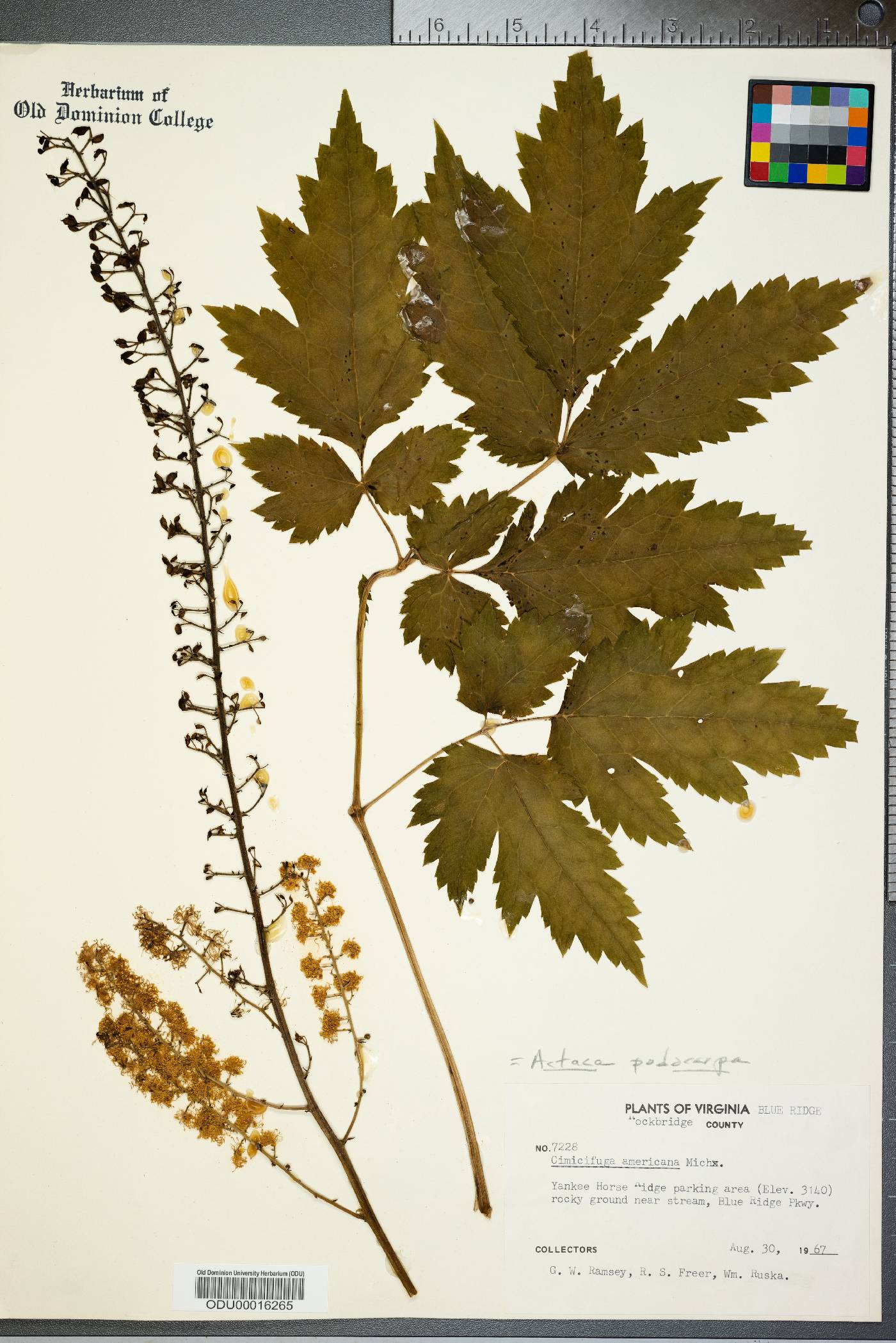 Actaea podocarpa image