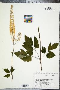 Actaea racemosa image