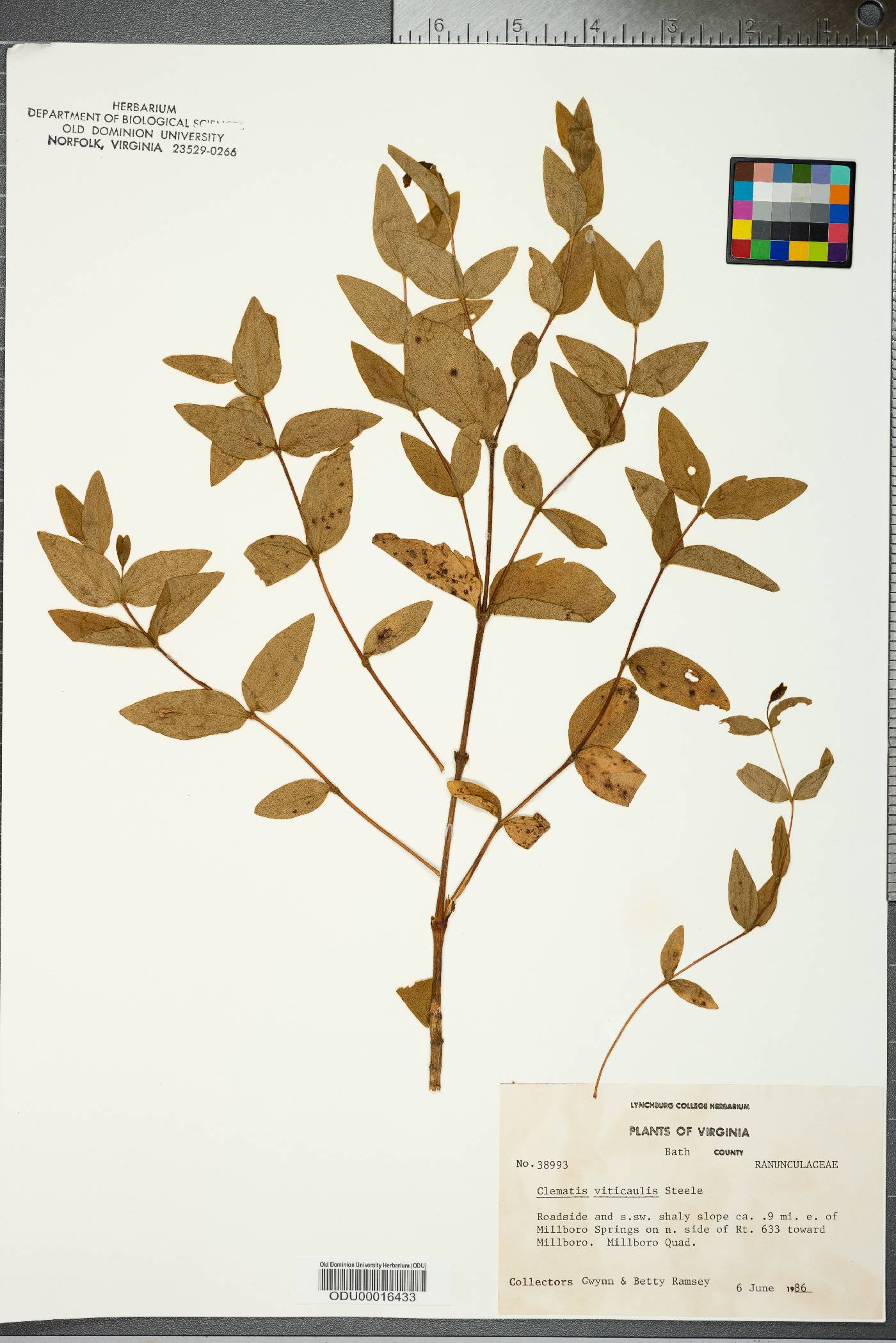 Clematis viticaulis image