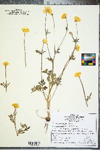 Ranunculus bulbosus image