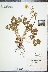 Ranunculus bulbosus image