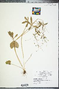 Ranunculus laxicaulis image