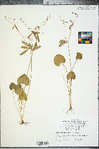 Ranunculus laxicaulis image