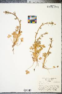 Ranunculus sceleratus image