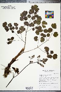 Thalictrum coriaceum image