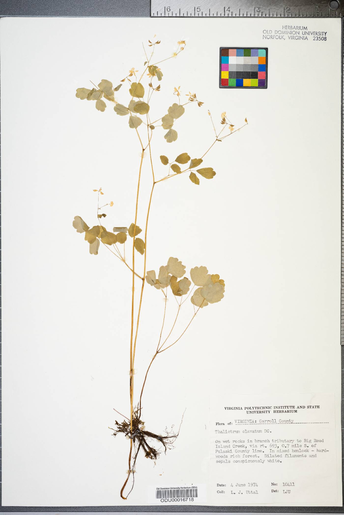 Thalictrum clavatum image