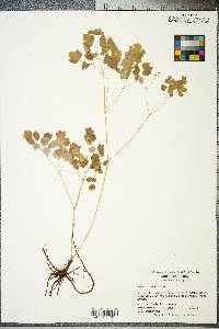 Thalictrum dioicum image