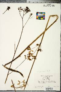 Thalictrum pubescens image