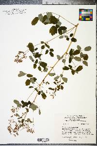 Thalictrum pubescens image