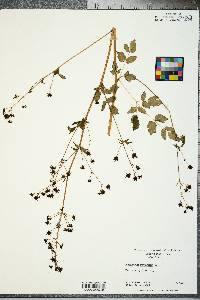 Thalictrum amphibolum image