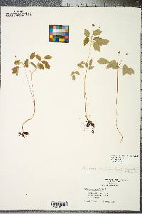 Anemonella thalictroides image