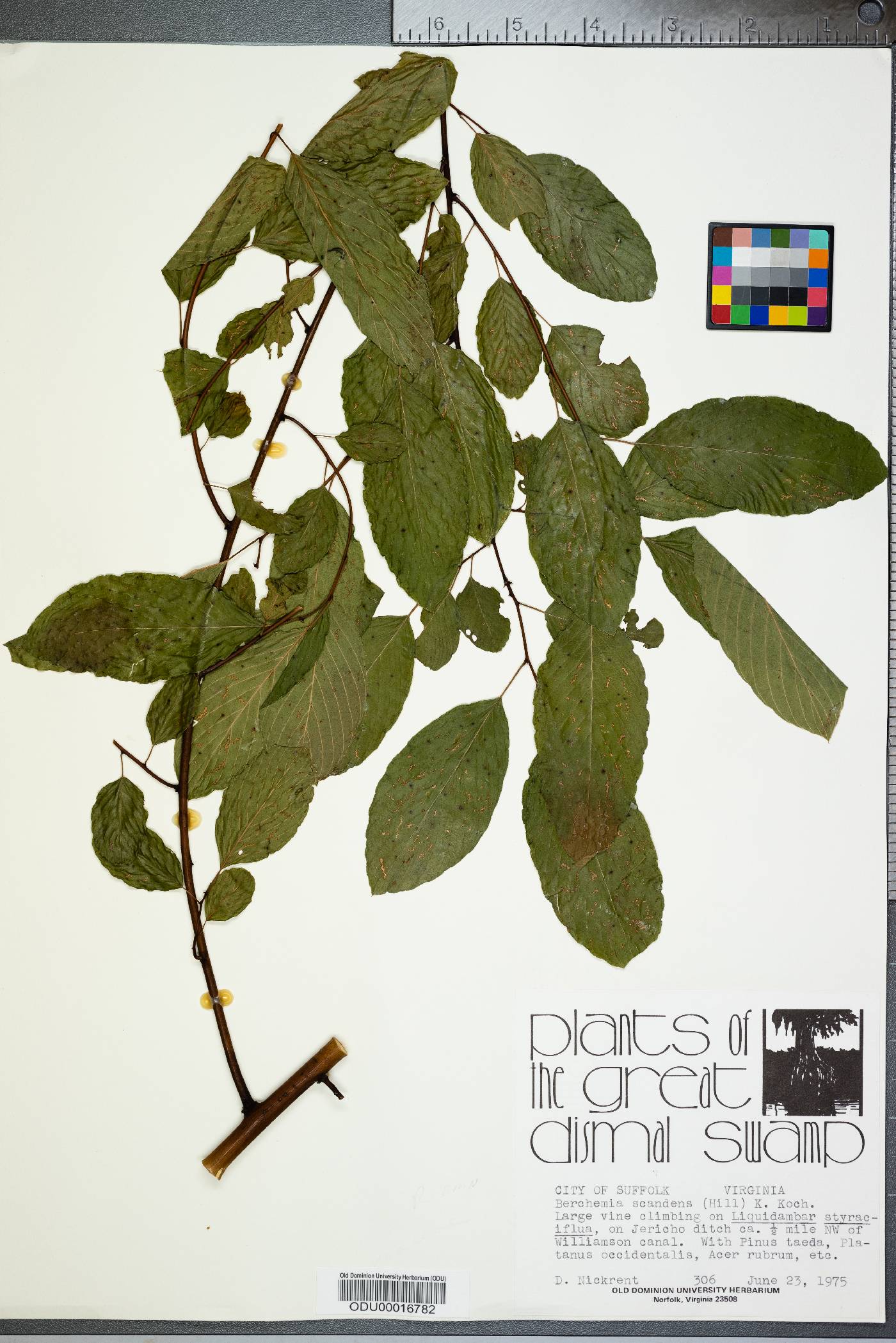 Berchemia scandens image